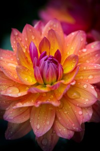 Keys to Gratitude: Awakening Through Daily Practice-Flower