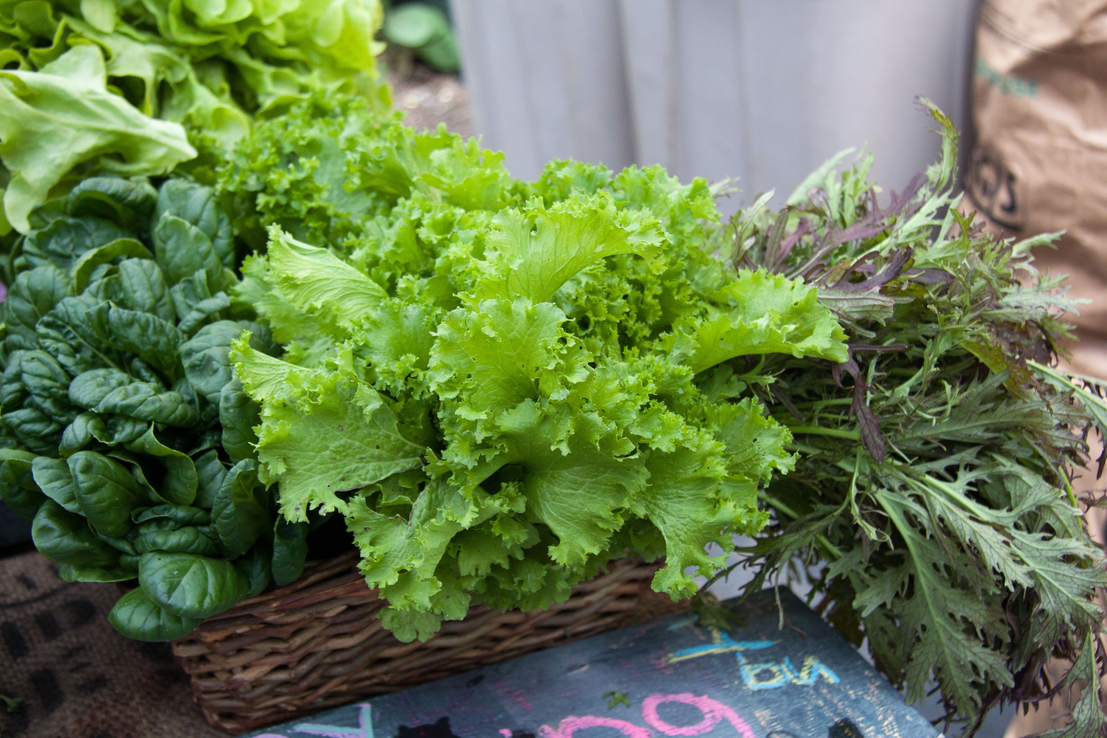 The Best Leafy Greens to Eat for Health and Healing