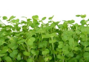 The Best Leafy Greens to Eat-Cress