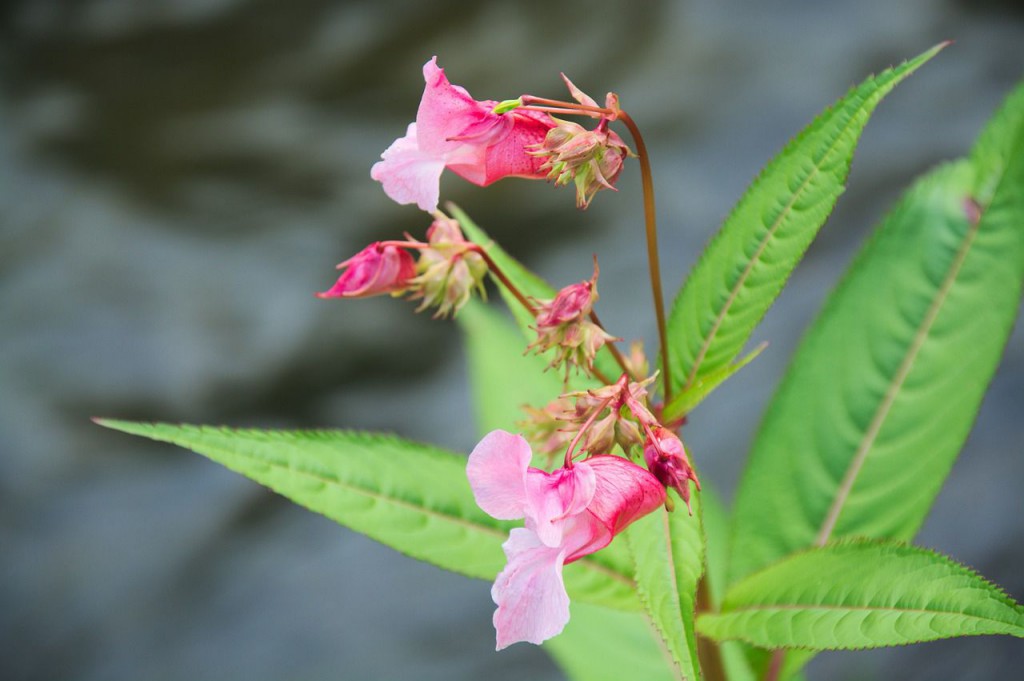 Impatiens