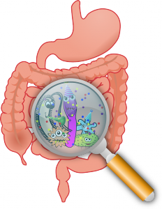 Supplements That Boost Immune System-Gut Flora