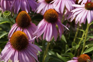 Beat a Cold or Flu Fast-Echinacea