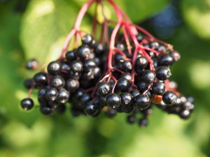 Beat a Cold or Flu Fast-Elderberry