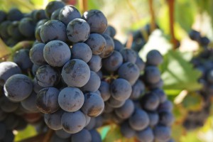 Top Cancer Fighting Foods-Purple and Red Grapes