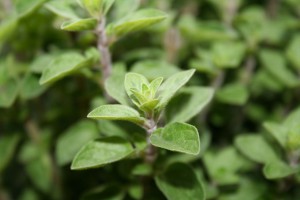 Beat a Cold or Flu Fast-Oregano