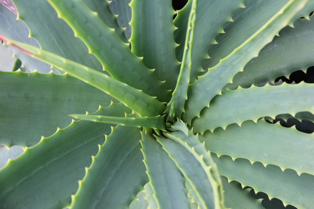 Medicinal Benefits of Aloe Vera-Sap