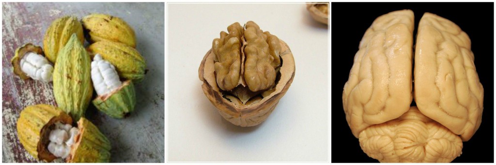 Brain Walnuts Cocoa Beans