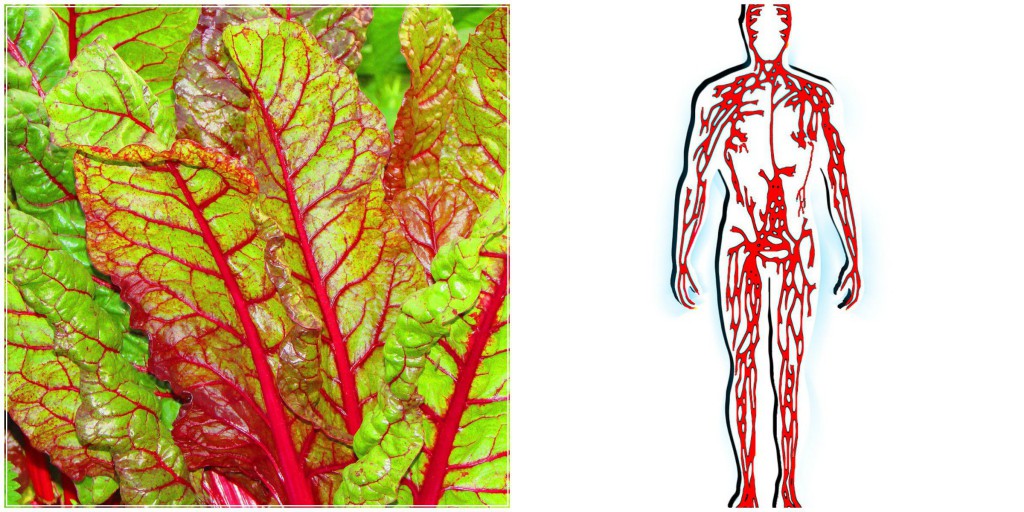 Circulatory System Swiss Chard