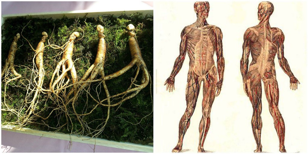 Ginseng Whole Body