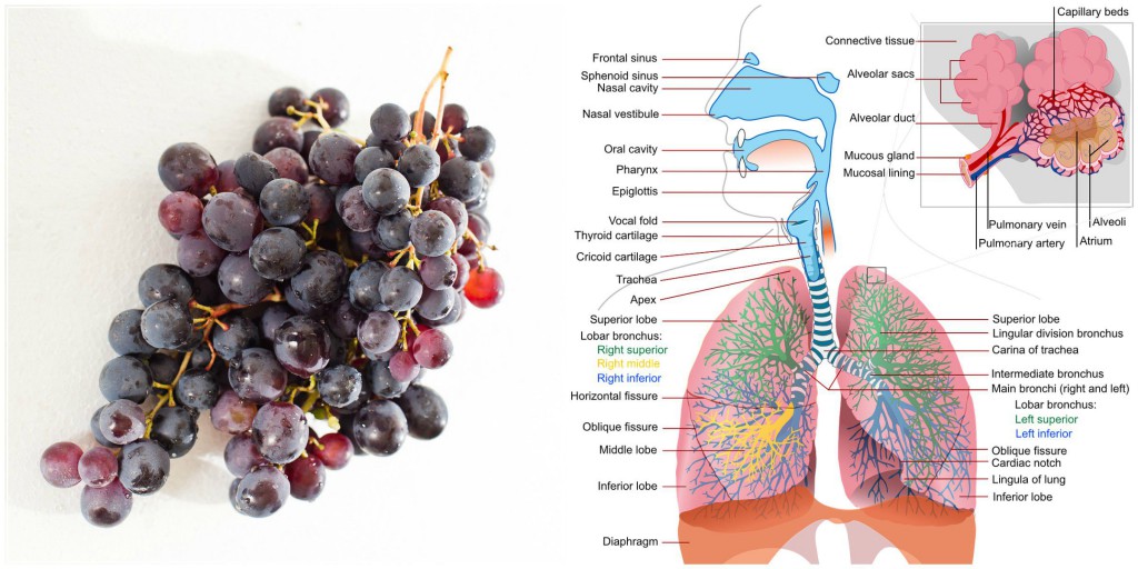 Lungs Grapes