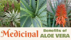 Medicinal Benefits of Aloe Vera