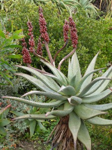 Medicinal Benefits of Aloe Vera-Internal