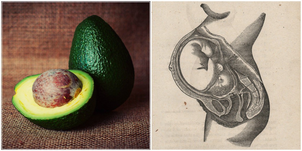 Uterus Avocado