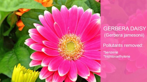 Gerbera Daisy