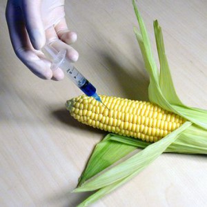 GMO Labeling Laws and What it Means for Your Food-GMO Corn