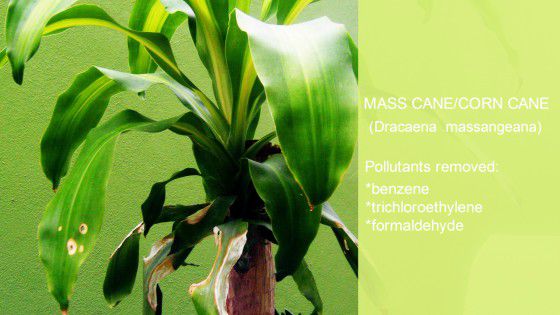 Mass Cane/CornCane