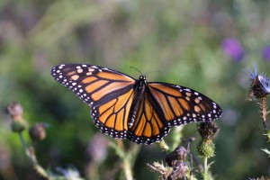 GMO Labeling Laws and What it Means for Your Food-Monarch Butterfly