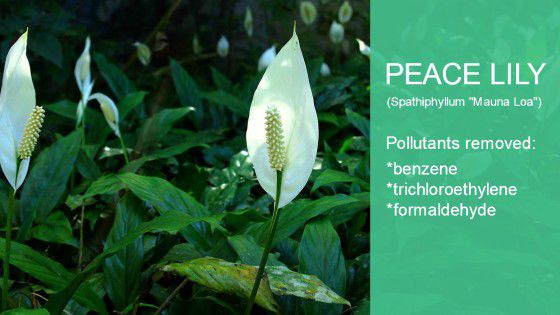 Peace Lily