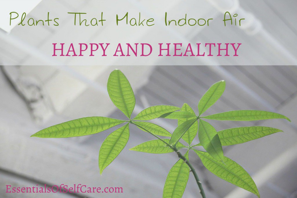 Plants That Improve Indoor Air Quality