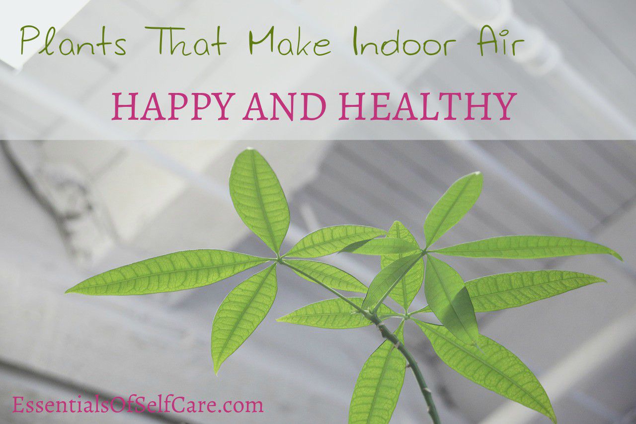 12 Plants That Improve Indoor Air Quality Essentials of Self Care