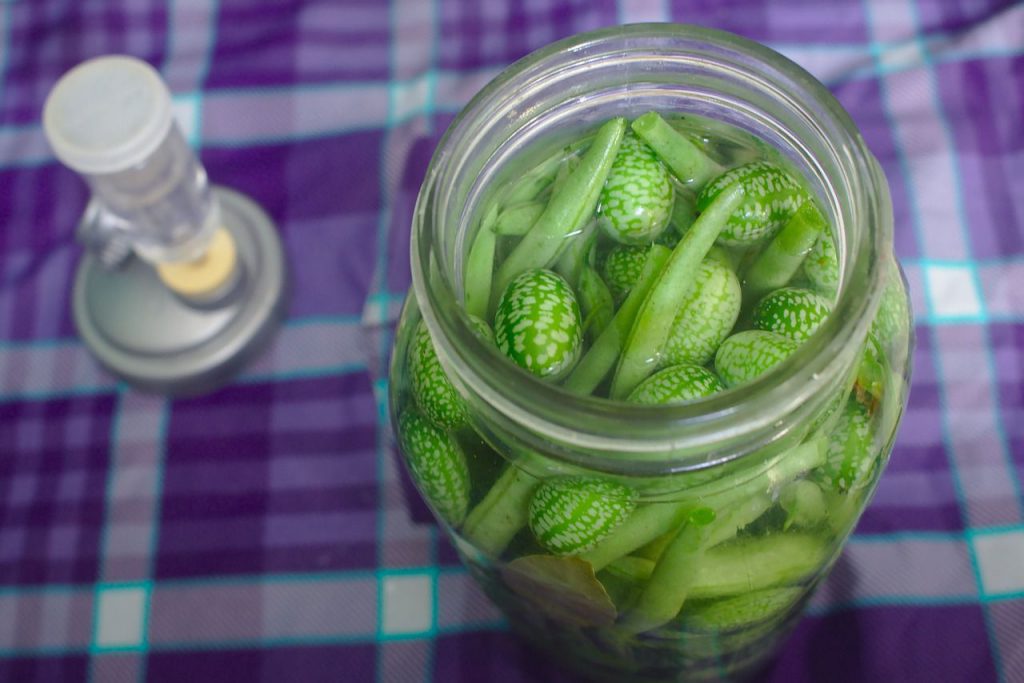 Benefits of Fermented Foods-Airlock Lids