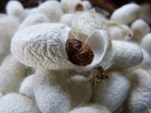 Benefits of Nattokinase and Serrapeptase-Silkworm Cocoon