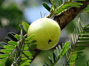 Amla-Indian Gooseberry