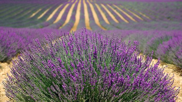 How to diffuse Essential Oils-Lavender