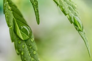 What is CBD Oil and What is it Good For