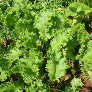 Mustard Greens